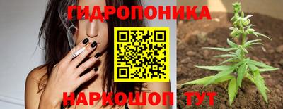 apvp Аша