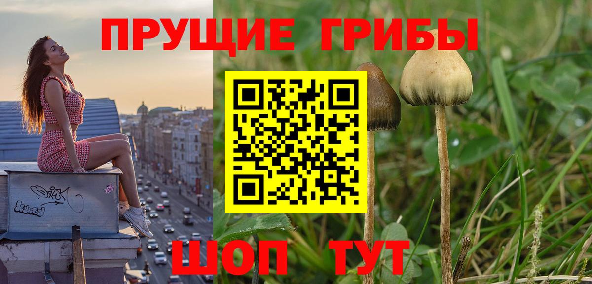 Псилоцибиновые грибы Cubensis Камень-на-Оби